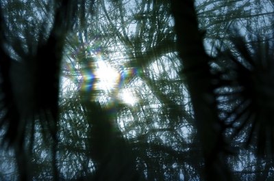 Sutemus miške ima daugėti keistų šešėlių