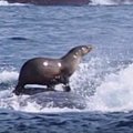 Neįtikėtinas kadras: ruonis plaukia ant banginio nugaros