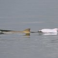 Pastebėtas labai retas delfinas albinosas
