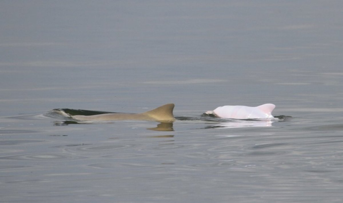 Delfinas albinosas plaukiojo kartu su savo mama