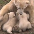 Rheneno zoologijos sodo lankytojams pristatė du baltuosius lokiukus