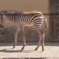 Romos zoologijos sodas ragina išrinkti zebriukui vardą