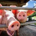 JAV leista genetiškai modifikuotas kiaules be galaktozės auginti maistui