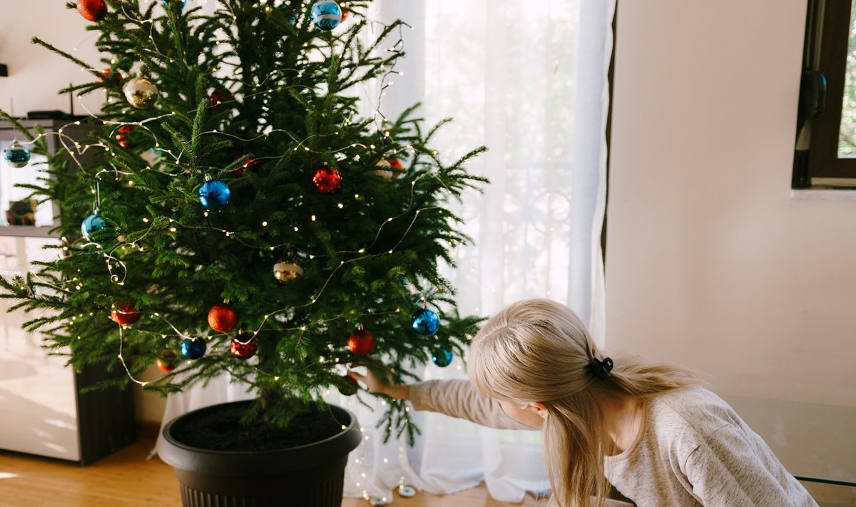 Kalėdų eglutė Shutterstock
