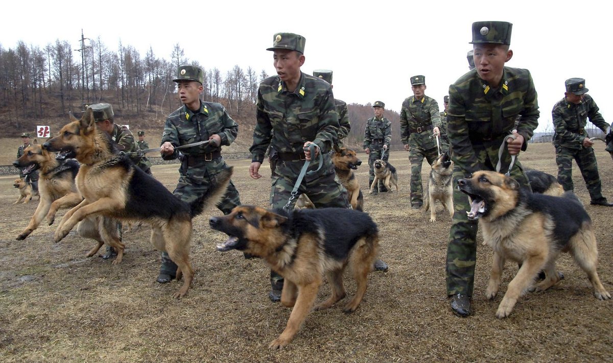 Šiaurės Korėjos kariai ruošdamiesi mūšiams dresuoja šunis 