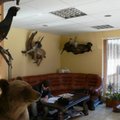Aplinkosaugininkai „nupuošė“ lūšių iškamšomis ir vilkų kaukolėmis dekoruotą biurą