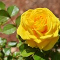 Rožių augintojas gėles prilygina klasikinei muzikai