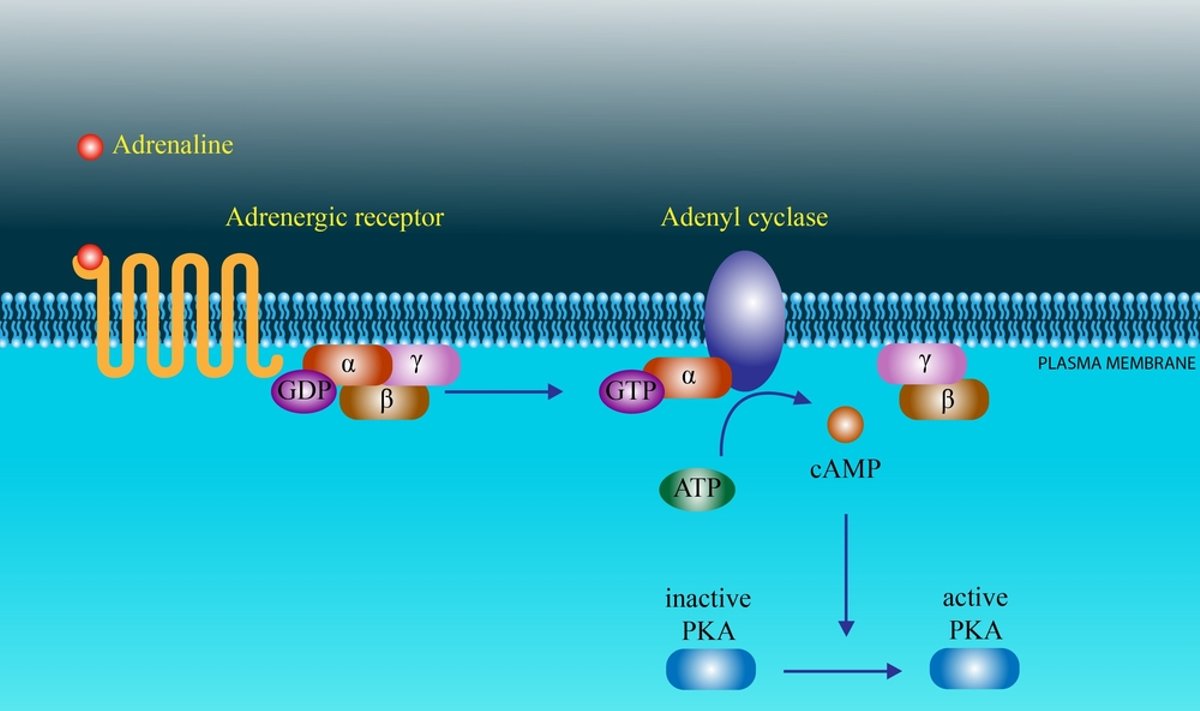 Su G baltymu sujungto receptoriaus pavyzdys (adrenalino receptorius)