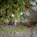 6 būdai Kalėdų eglute džiaugtis ilgiau ir išvengti byrančių spyglių