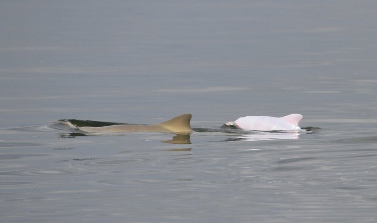 Asociatyvi nuotr. / Delfinas albinosas