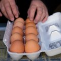 Dažna klaida, kuri sugadina kiaušinius: štai kodėl parsinešus namo jų negalima plauti