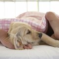 Kaip užmigti per karščius: patarimai, gudrybės, rekomendacijos