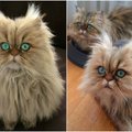 Neįtikėtino grožio kačių akys: jose galima paskęsti