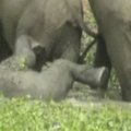 Indijoje iš griovio išgelbėjo drambliukę