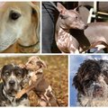 10 rečiausių pasaulio šunų veislių