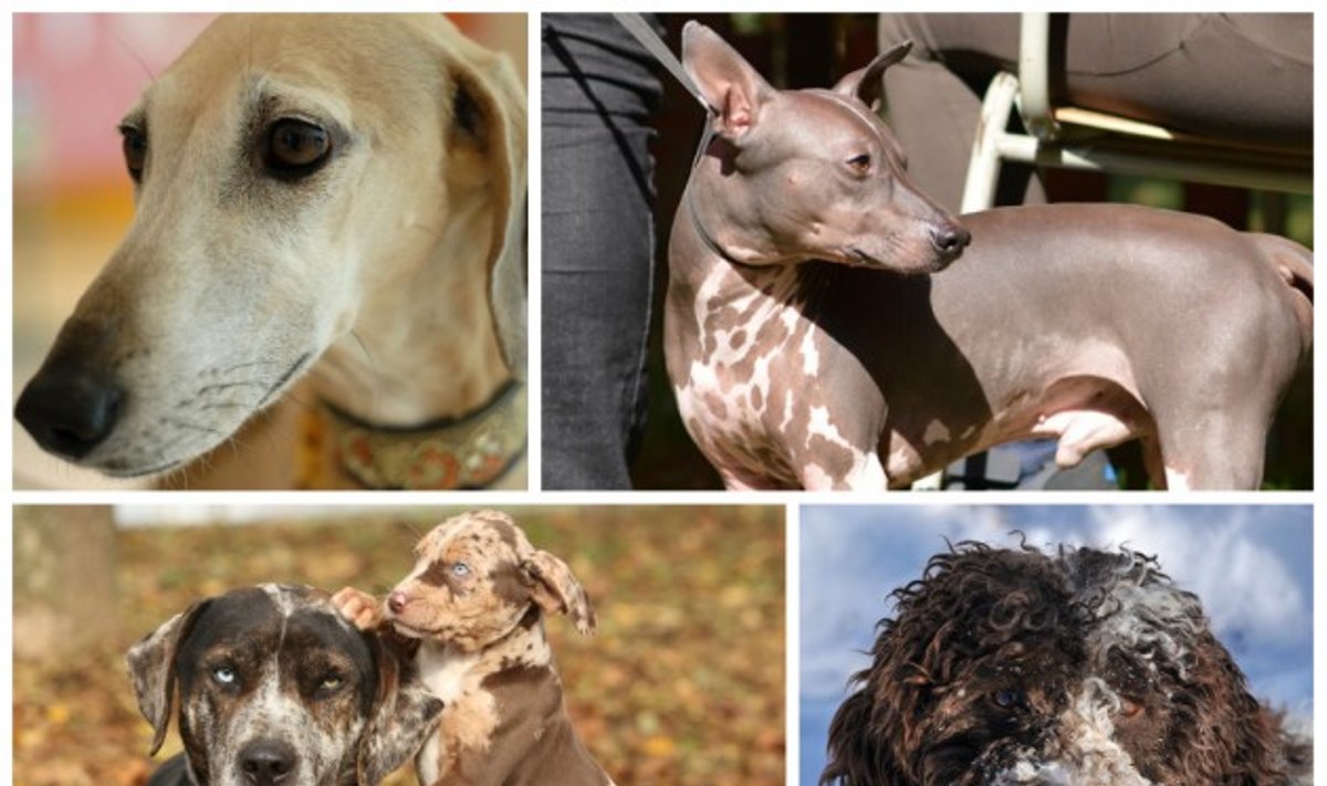 Retų veislių šunys (Shutterstock nuotr.)
