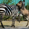 Krymo zoologijos sode pasaulį išvydo zebro ir asilo hibridas