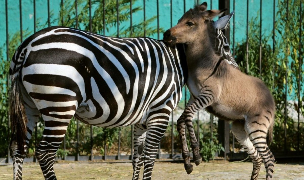 Zebrė ir jos jauniklis - asiliukas-zebriukas