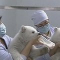 Kinijos zoologijos sode baltieji lokiukai ruošiasi prisistatyti lankytojams