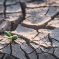 Lietuvoje bus keičiamas sausros apibrėžimas