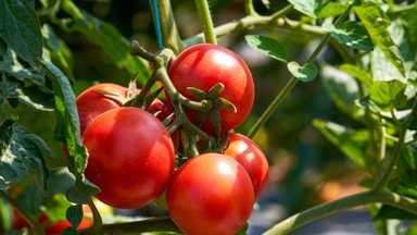 Pomidorai augs mėsingi ir saldūs: kuo juos maitinti ir kokios trąšos geresnės