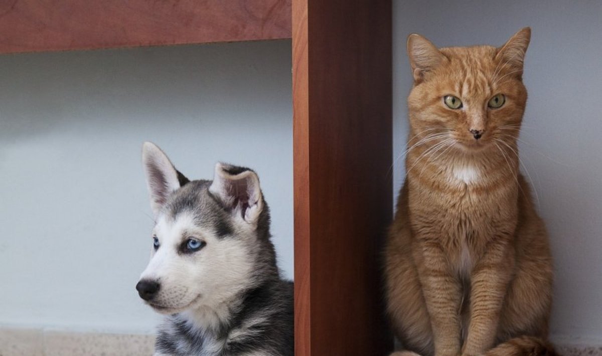 Katinai ir šunys gali išduoti jūsų paslaptis