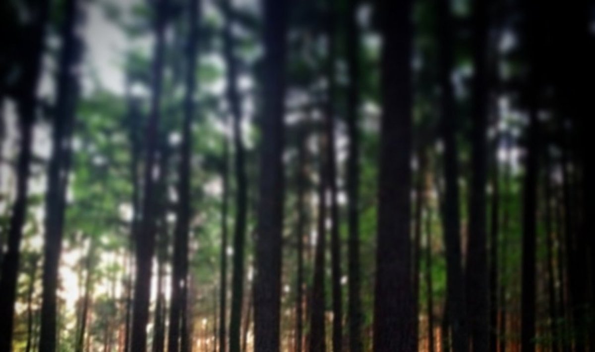 Miške medžiai tik iš pirmo žvilgsnio atrodo visi vienodai