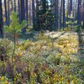 Bręsta pokyčiai: siūloma leisti miškų žemėje formuoti rekreacines teritorijas