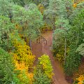 Vilniaus prokurorai pradėjo tyrimą dėl Verkių regioniniame parke kertamų medžių