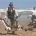 Prie Peru rytinės pakrantės rasta daugiau nei 500 nugaišusių pelikanų