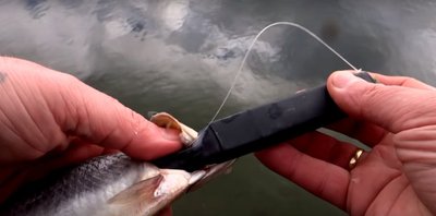 Į žuvį įdedamas prietaisas