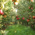 Obuolių spaudėjai ir sodininkai per sunkius metus sako, kad juos išgelbėtų vienas valdžios sprendimas