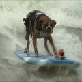 Kalifornijos paplūdimyje surengtos šunų banglenčių sporto varžybos