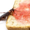 Kaip gali pakenkti tarakonai ir kaip juos saugiai išnaikinti