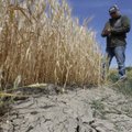 Dėl sausros Latvijos ūkininkai ragina valdžią skelbti ekstremaliąją padėtį