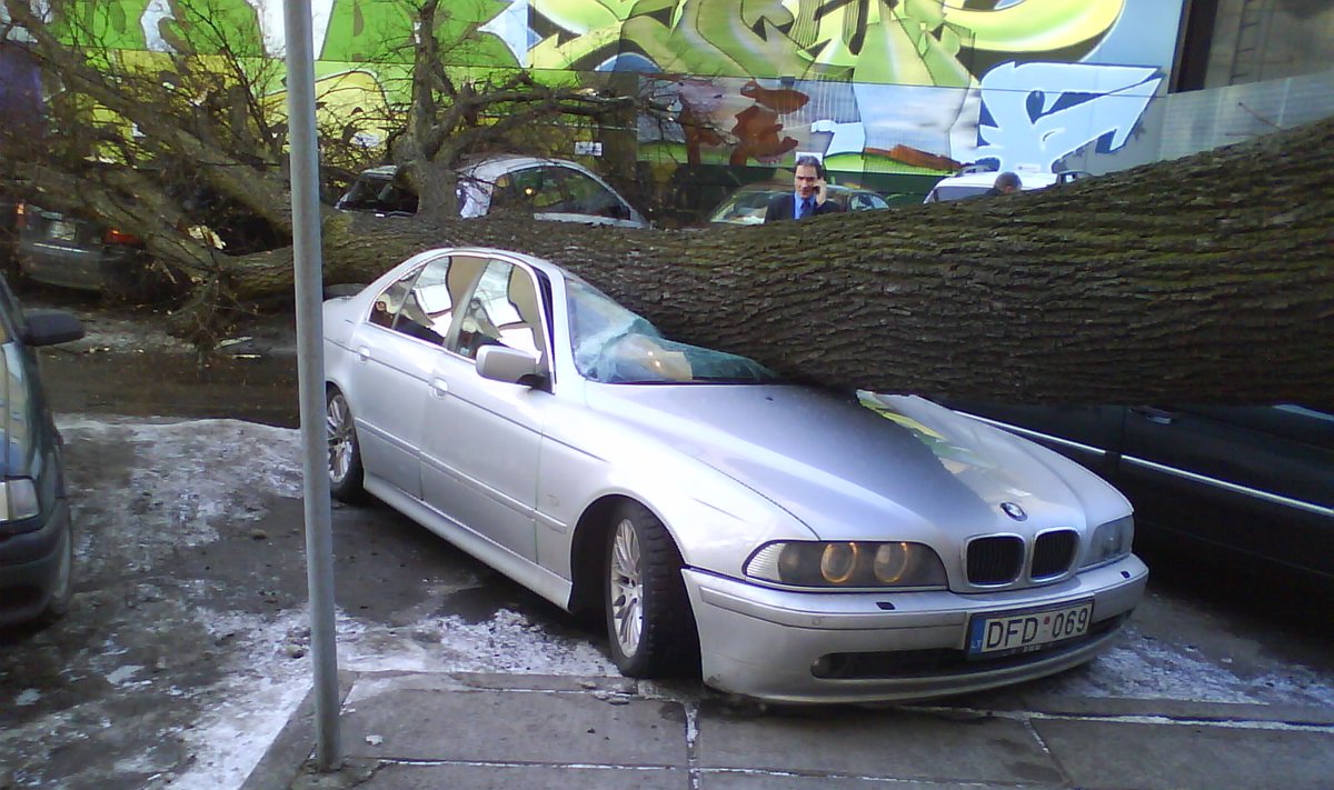 Medis užgriuvo ant automobilio. G.Narkaus nuotr.