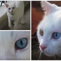 Traukia dėmesį: sunku atsigėrėti katės akimis