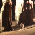 „Dior“ mados pristatyme Maroke ant podiumo pasirodė katinas
