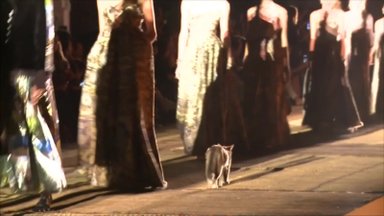 „Dior“ mados pristatyme Maroke ant podiumo pasirodė katinas