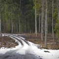 Miškuose - pavasario polaidis - rekomenduojama vengti miško kelių