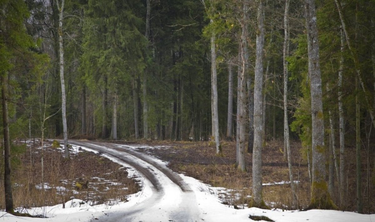 Šalies miškuose - pavasario polaidis: važinėti jų keliais sunkiasvorėmis mašinomis draudžiama / J. Danausko nuotr.