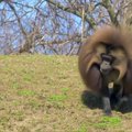 Bronkso zoologijos sodo beždžionėms atliko širdies operacijas