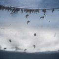 Prancūzijoje – pirmasis užsikrėtimo Zikos virusu lytiniu keliu atvejis