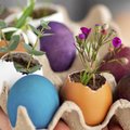 Neišmeskite po Velykų likusių kiaušinių lukštų: pasitarnaus ir buityje, ir puoselėjant grožį