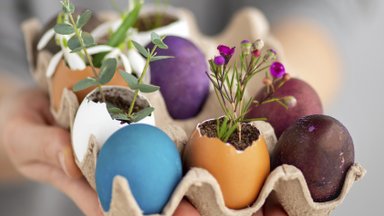 Neišmeskite po Velykų likusių kiaušinių lukštų: pasitarnaus ir buityje, ir puoselėjant grožį