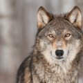 Vilkas papjovė du prie būdos pririštus šunis, šeima bijo dėl vaikų