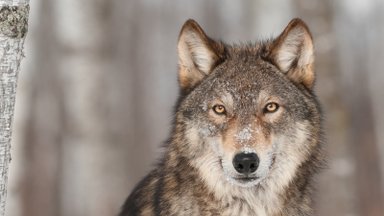 Ar tiesa, kad rekordinės vilkų medžioklės kvotos ūkininkams nepadeda?