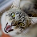 Kačių agresija – ar įmanoma to išvengti?
