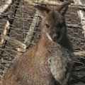 Lietuvoje ir vėl dingo kengūra: šeimininkai siūlo atlygį pastebėjusiems egzotišką gyvūną