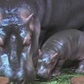 Prahos zoologijos sodo hipopotamukas gavo Valeceko vardą